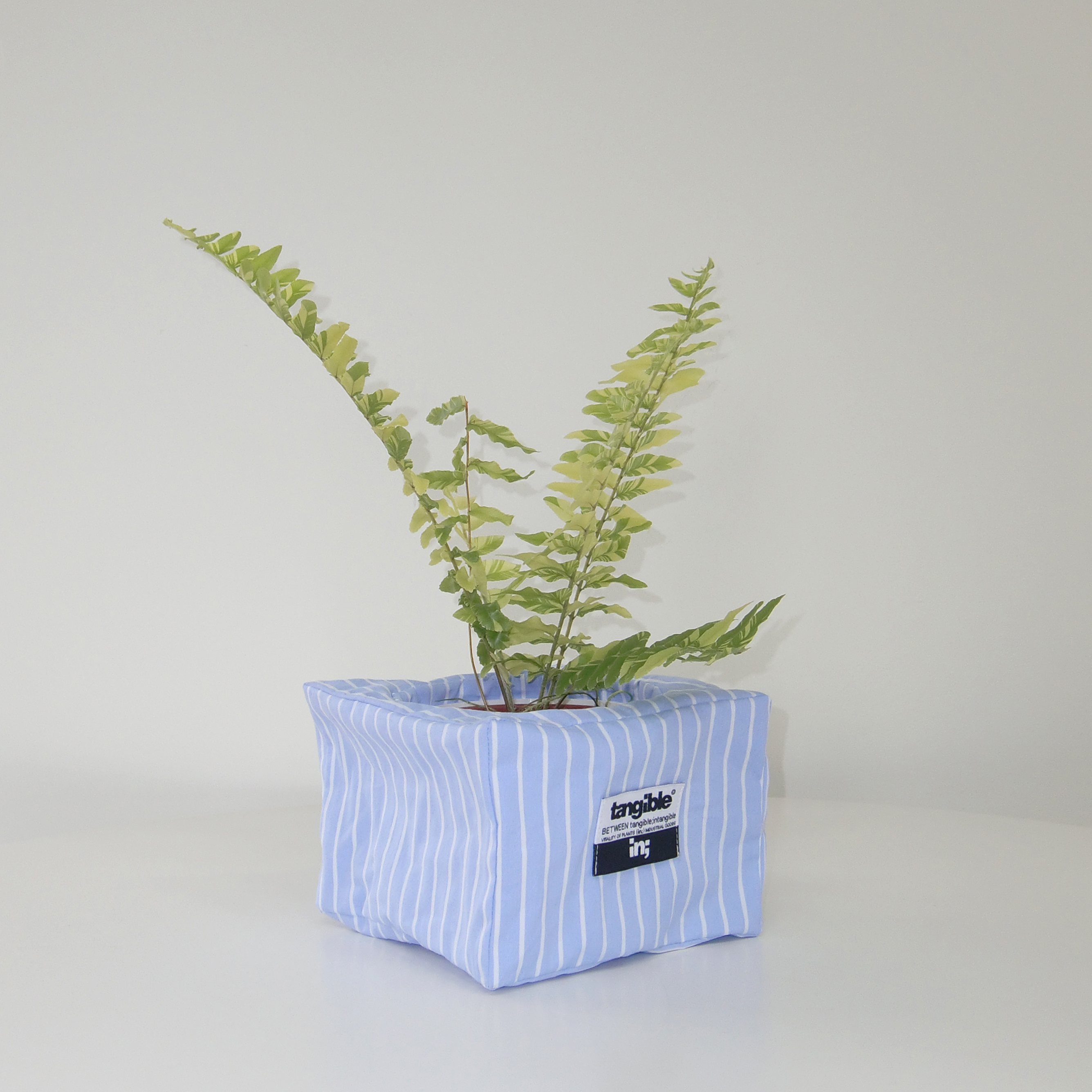 무늬 보스톤 고사리 (Nephrolepis exaltata Variegata) 렉탱글 화분커버 팟커버 - 상품 이미지