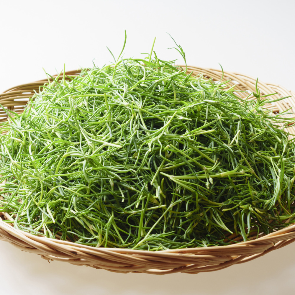 해남 세발나물 1kg 갯나물 새발나물 - 메인 이미지