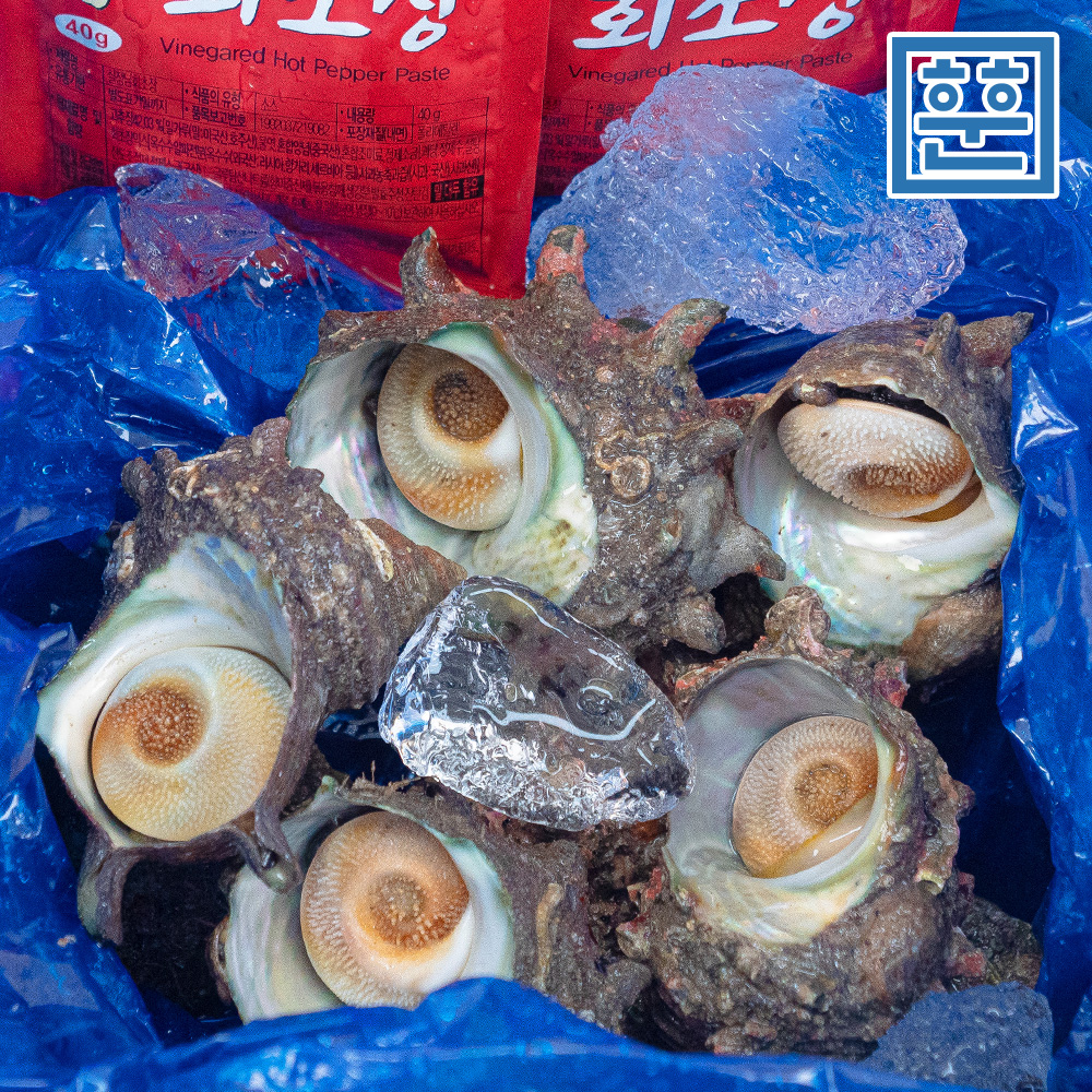 자연산 뿔소라 통영 참소라 회 찜 산지직송 - 상세 이미지 4