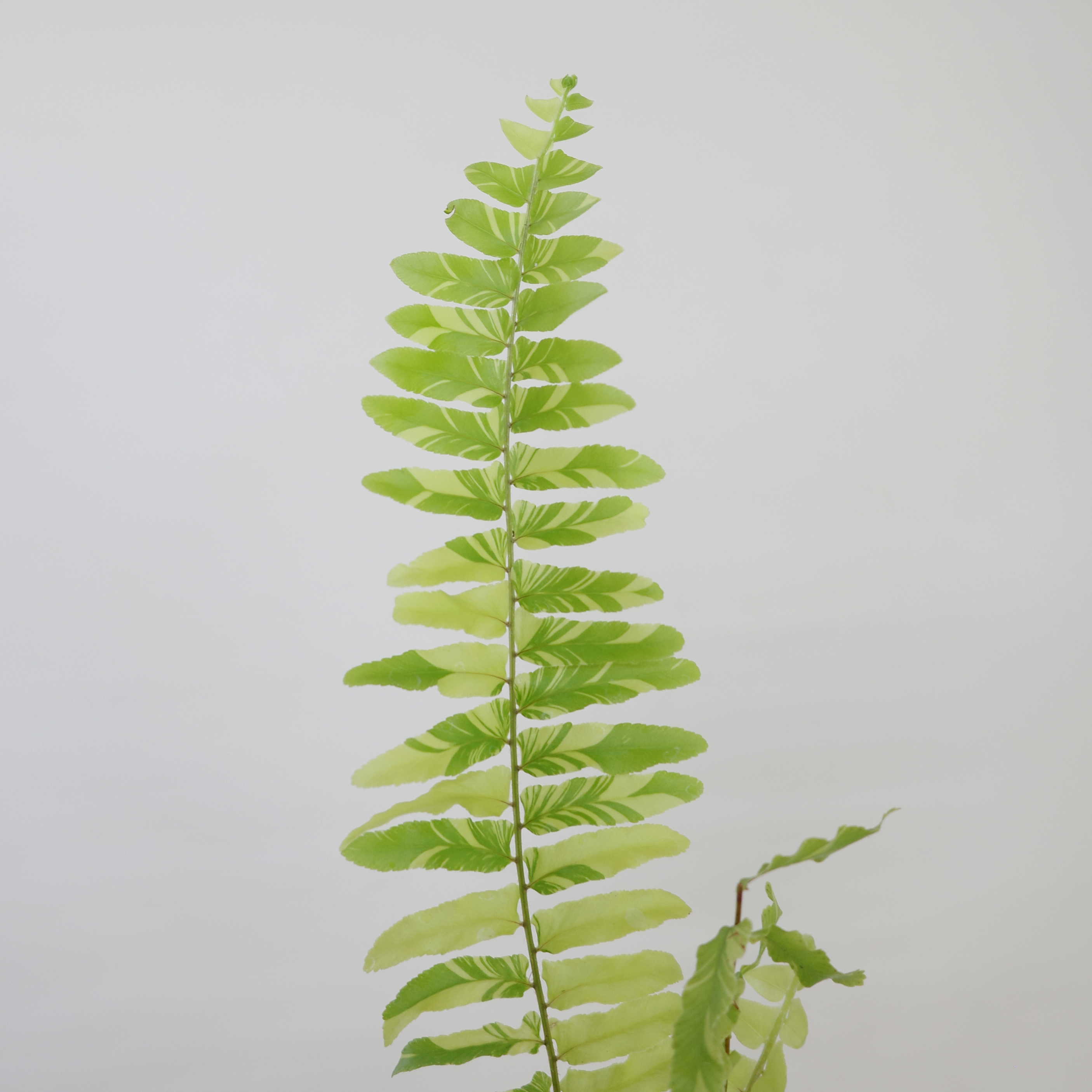 무늬 보스톤 고사리 (Nephrolepis exaltata Variegata) 렉탱글 화분커버 팟커버 - 상세 이미지 3