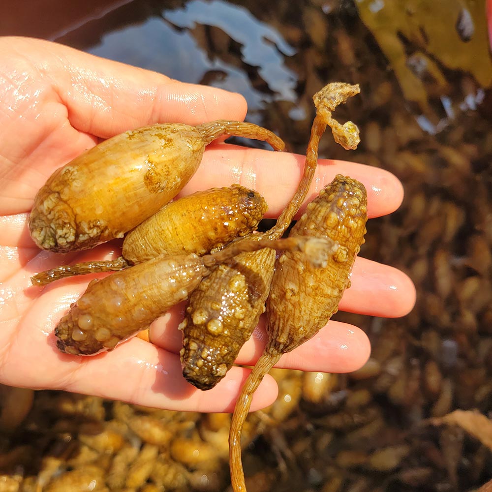 산지직송 당일조업 생물 오만둥이 1kg - 상세 이미지 3