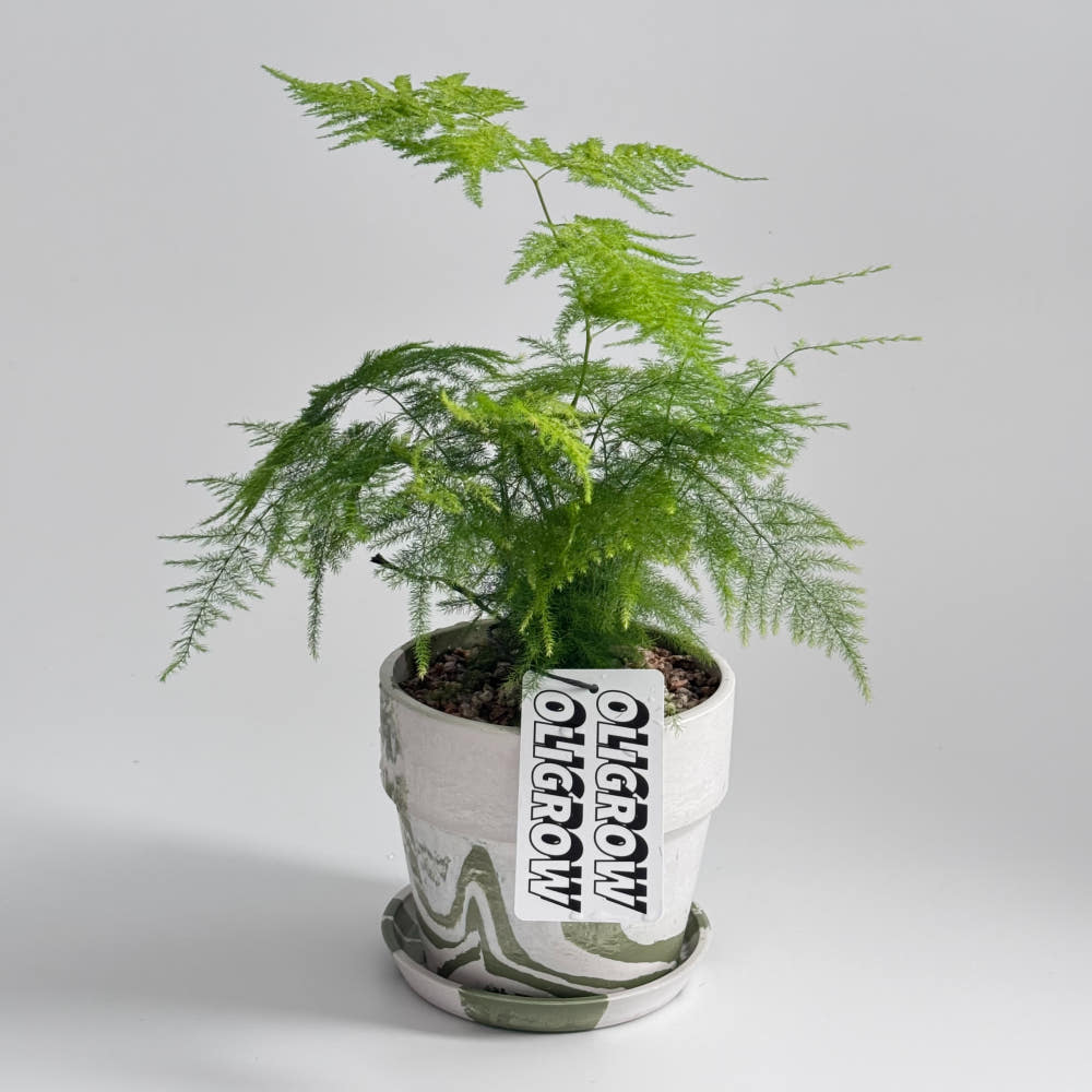 Asparagus Nanus pot planting set hip plant interior cafe plants