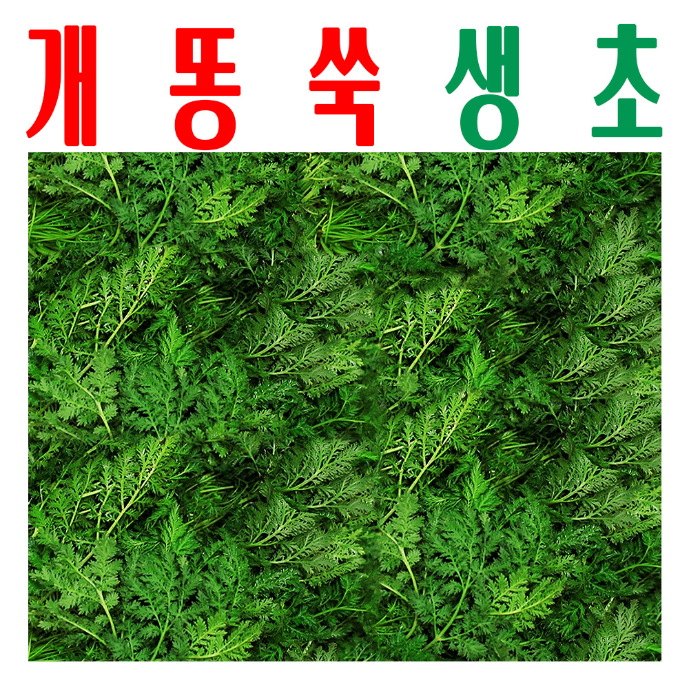 개똥쑥/ 개똥쑥생초/ 개똥쑥생잎 1Kg/ 지하 청정수 깨끗한 물 재배 개땅쑥/ 미산약초농장 - 상품 이미지