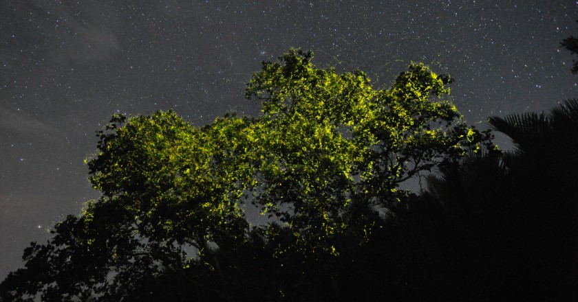 보홀 반딧불 투어 자유 여행 보홀션 (단독차량, 단독 전담가이드, 샤인기프트팩 포함)