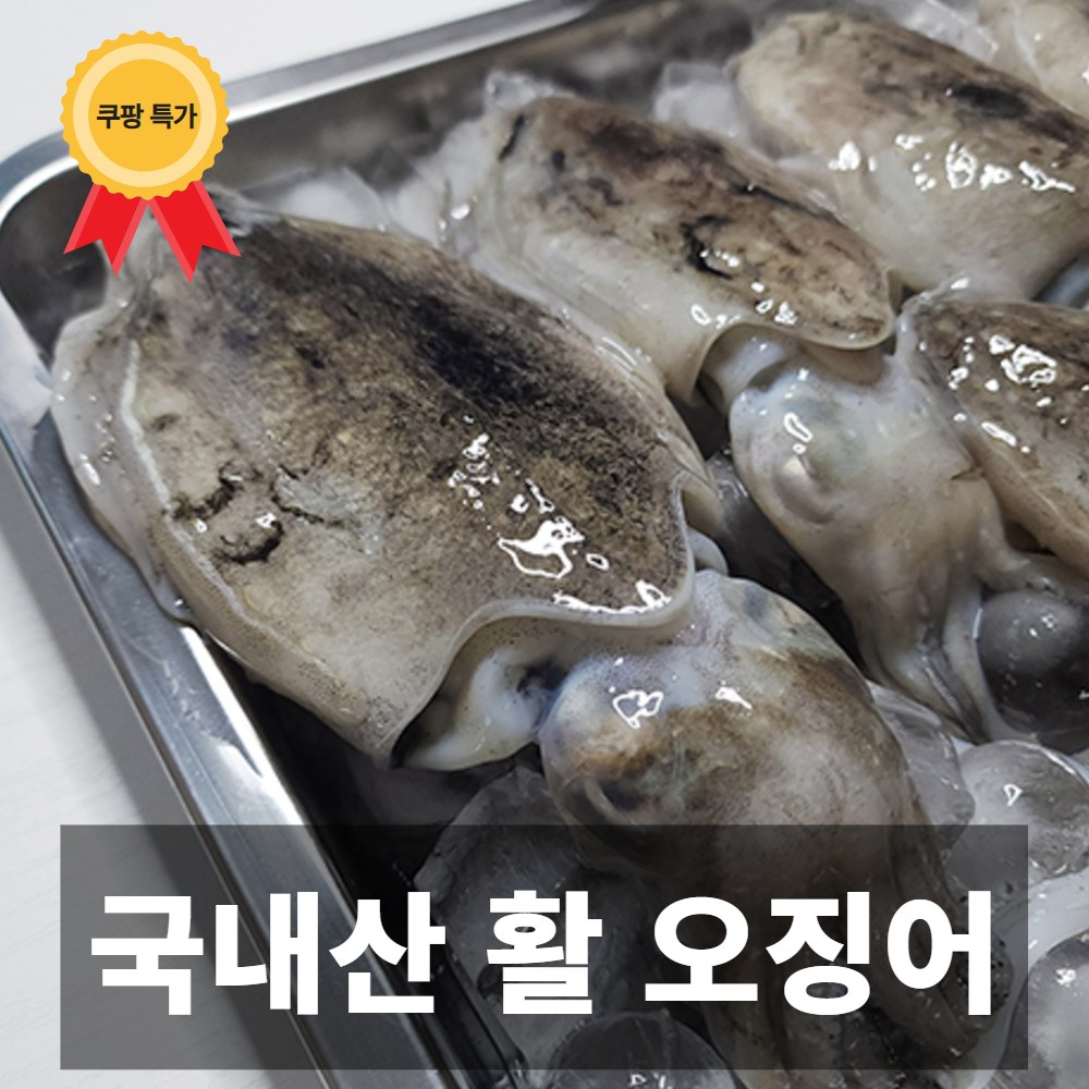 나만의건강by설리마켓 서해안 활 갑오징어 1kg 2kg 3kg 3kg 9-18미... 1개 : 기차나소