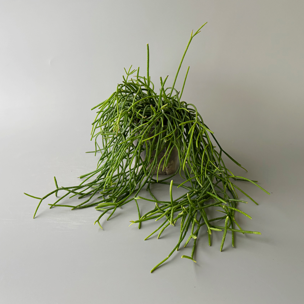 식물행성 립살리스 화이트 볼 투명화분 - 행잉플랜트 공중 걸이식물