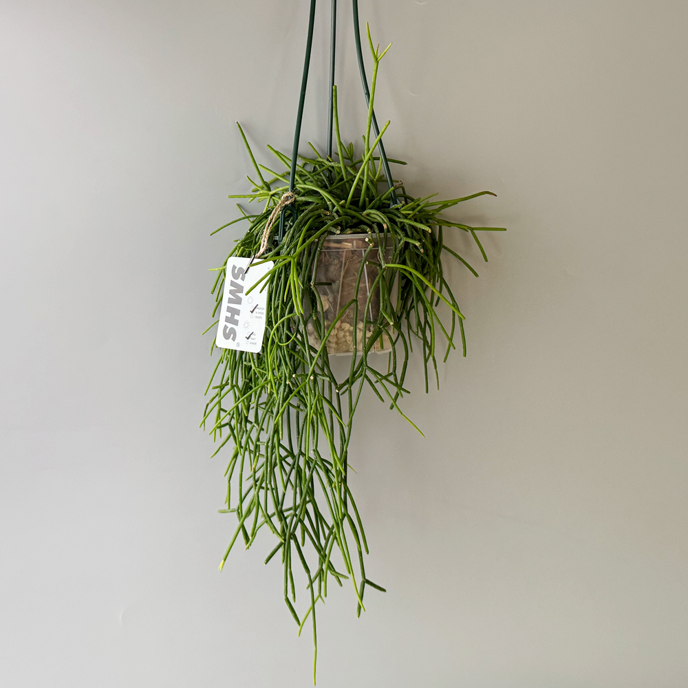 식물행성 립살리스 화이트 볼 투명화분 - 행잉플랜트 공중 걸이식물