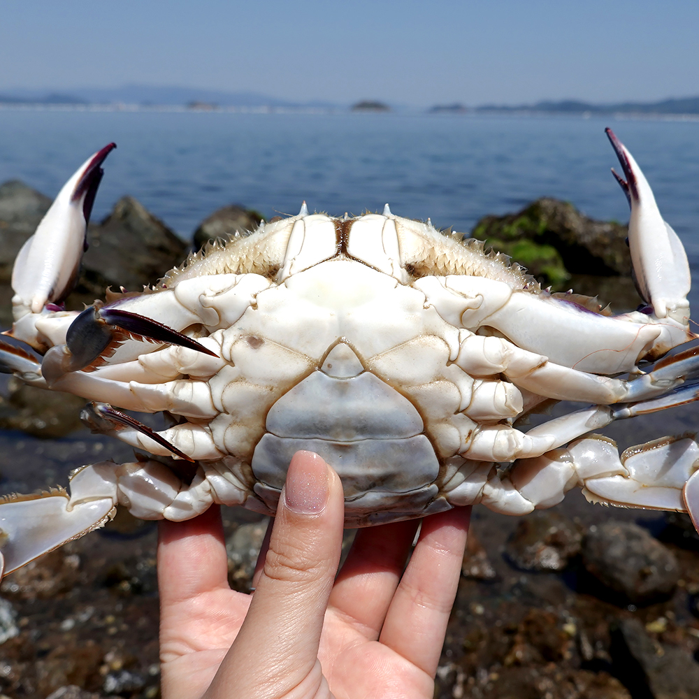 서해안 암꽃게 숫꽃게 신선한 게 산지직송 게