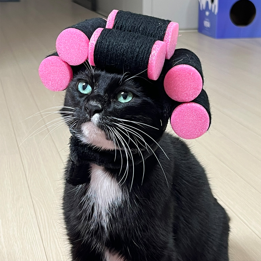 파마 헤어롤 고데기 펫 모자 강아지 고양이 가발 머리띠 할로윈 코스튬 옷 - 메인 이미지