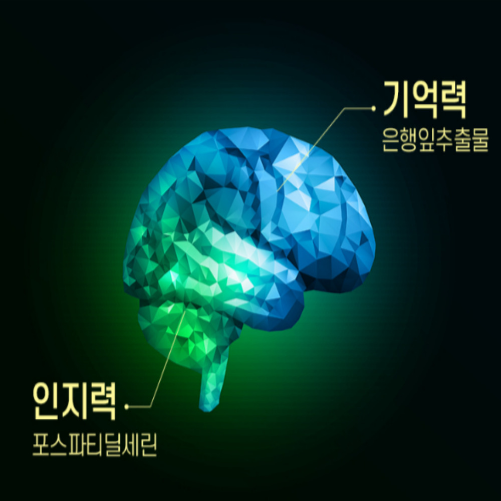 코오롱 포스타틴딜세린 포스타디딜세린 포스파디딜세린 뇌영양제 효능 60캡슐, 1개 - 상세 이미지 5