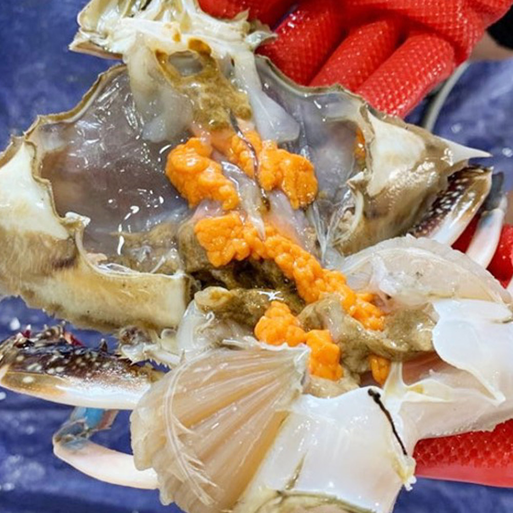 서해안 암꽃게 숫꽃게 신선한 게 산지직송 게