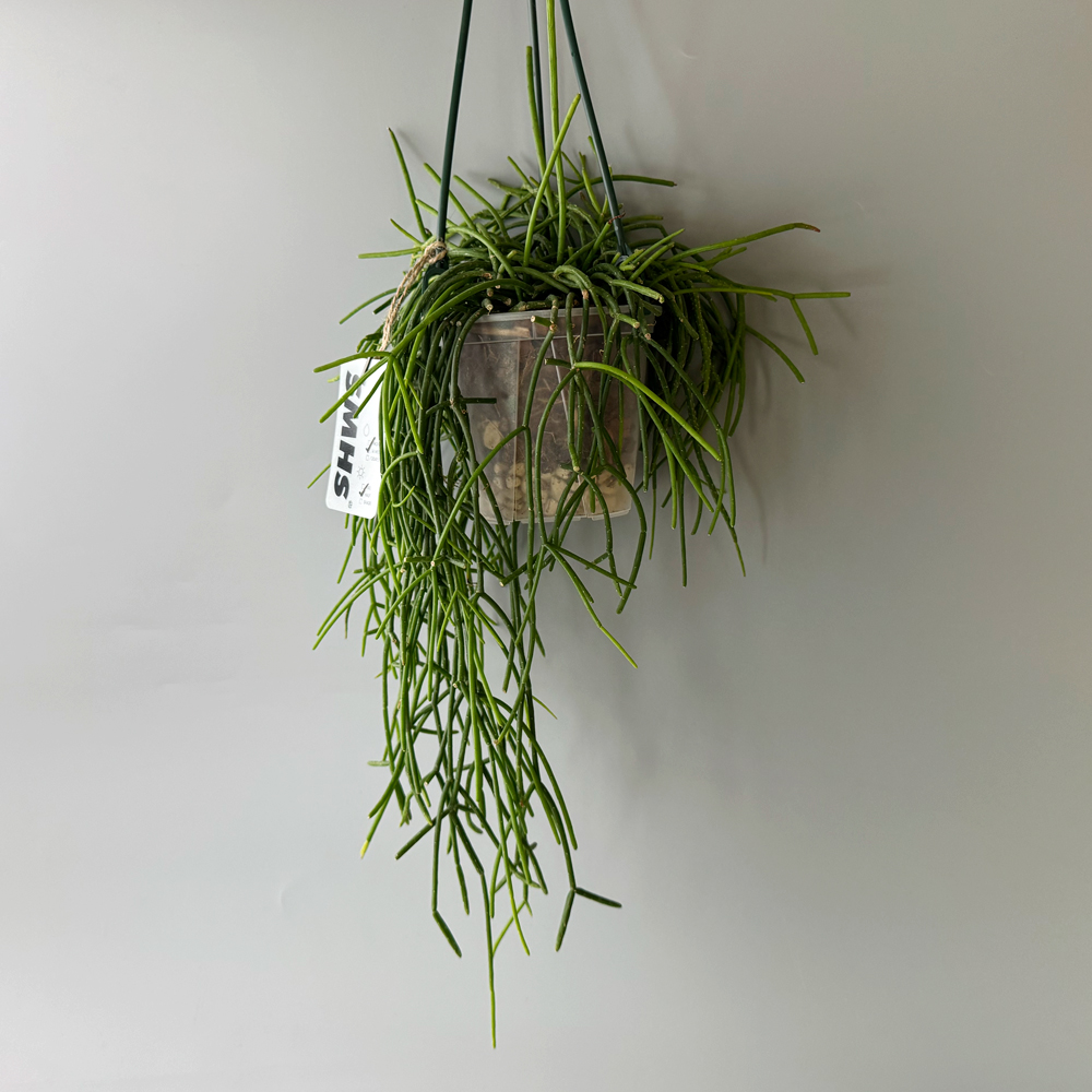 식물행성 립살리스 화이트 볼 투명화분 - 행잉플랜트 공중 걸이식물