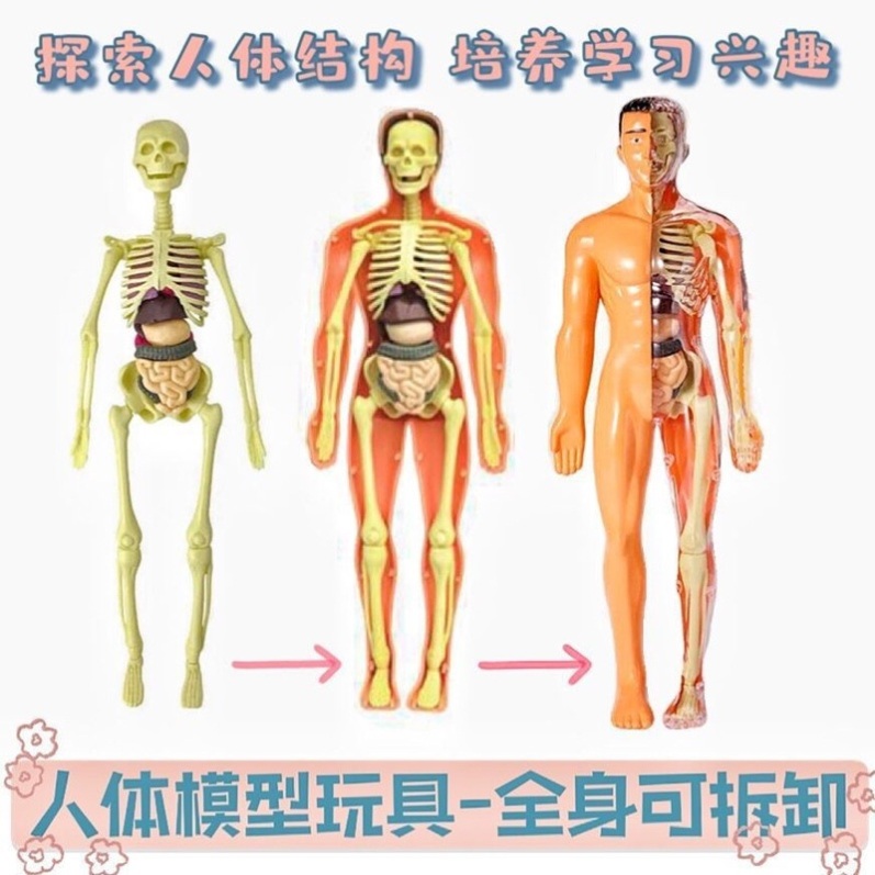 해골 인체모형 과학 교구 자석 마그네틱 퍼즐 카드 조각 전신 1개 - 상세 이미지 4