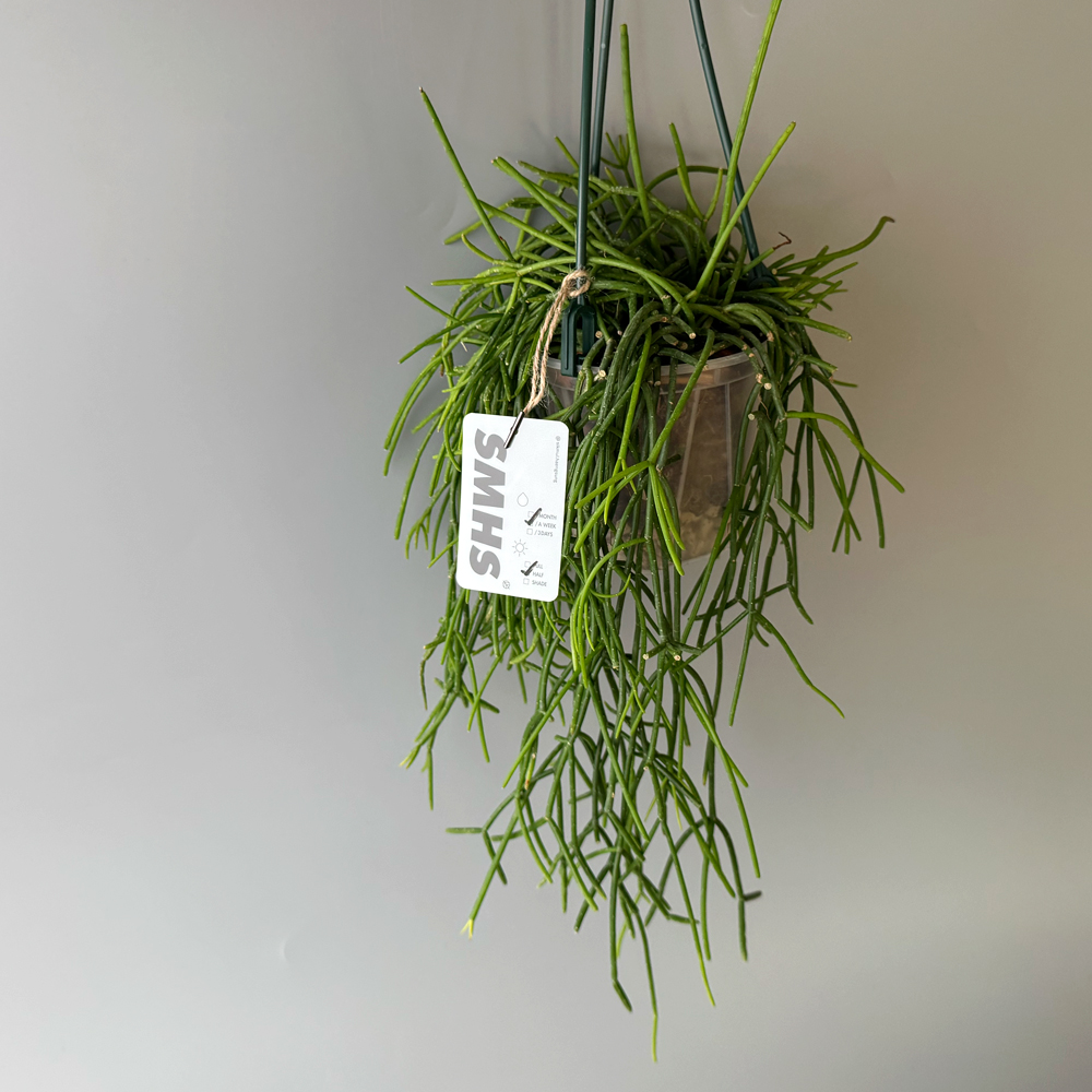 식물행성 립살리스 화이트 볼 투명화분 - 행잉플랜트 공중 걸이식물