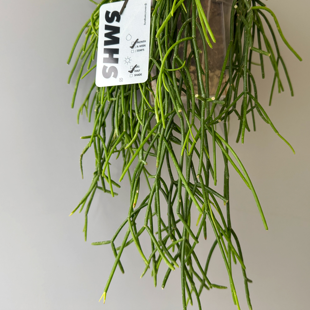 식물행성 립살리스 화이트 볼 투명화분 - 행잉플랜트 공중 걸이식물