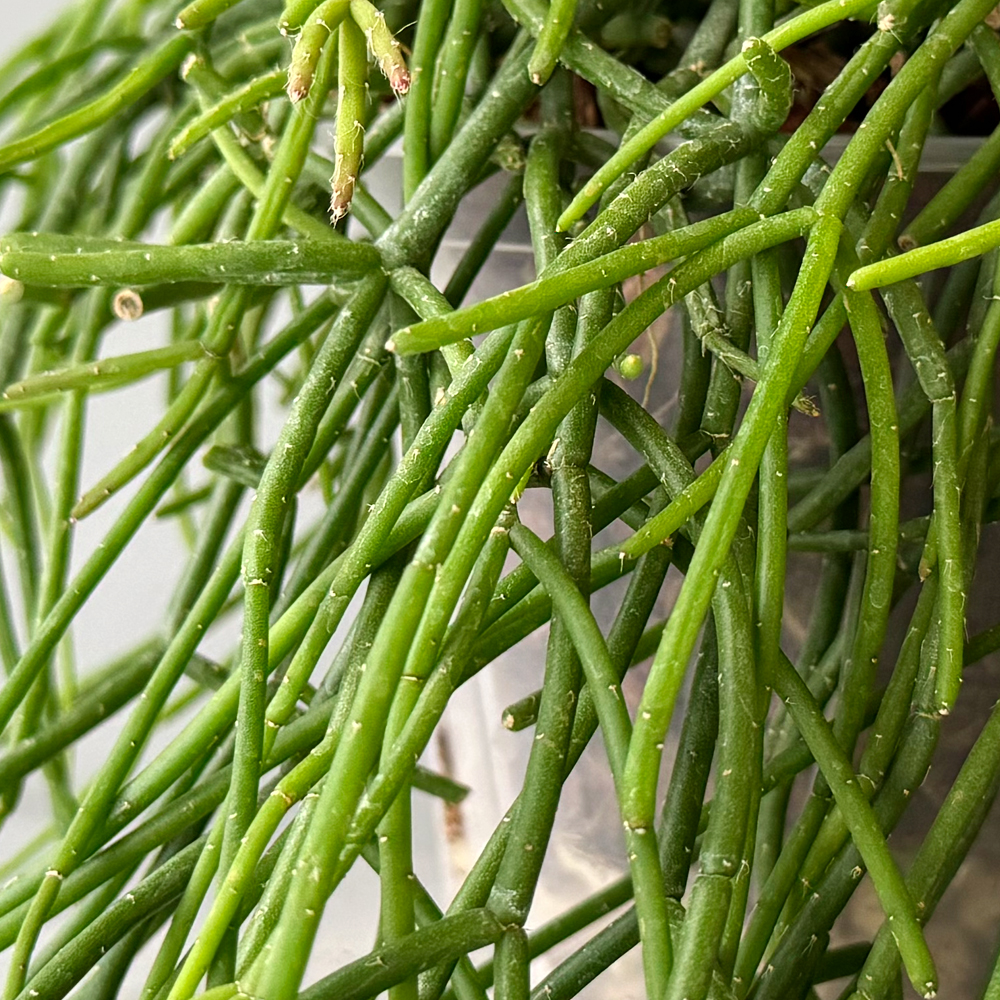 식물행성 립살리스 화이트 볼 투명화분 - 행잉플랜트 공중 걸이식물