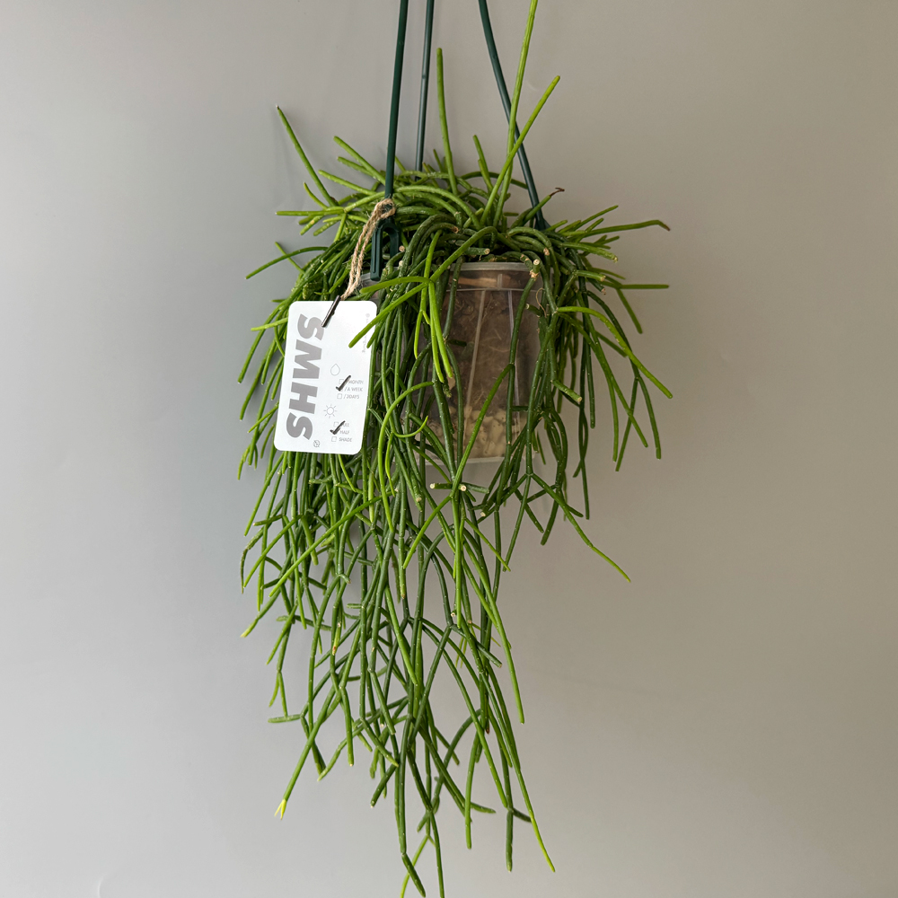 식물행성 립살리스 화이트 볼 투명화분 - 행잉플랜트 공중 걸이식물