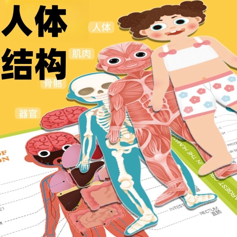 해골 인체모형 과학 교구 자석 마그네틱 퍼즐 카드 조각 전신 1개 - 상세 이미지 2