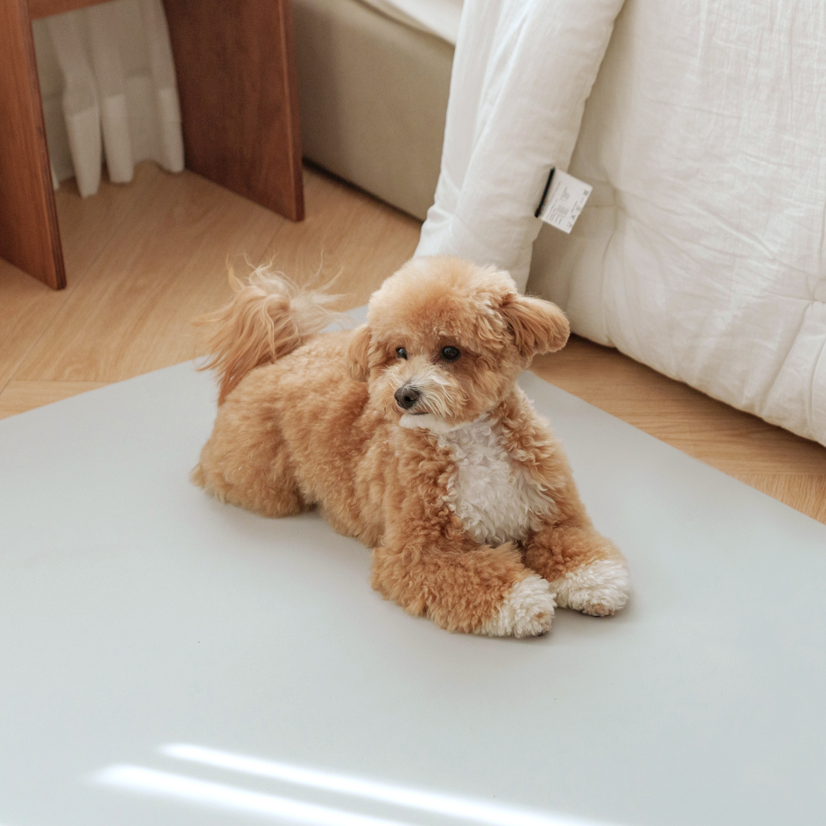 개놀자 슬림 실리콘 강아지 롤매트 애견 고양이 미끄럼방지 매트 그레이, 140x300cm