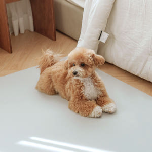 개놀자 슬림 실리콘 강아지 롤매트 애견 고양이 미끄럼방지 매트 아이보리,... 솔직 후기 | 실제 사용자 리뷰 총정리 - 상품 이미지 4