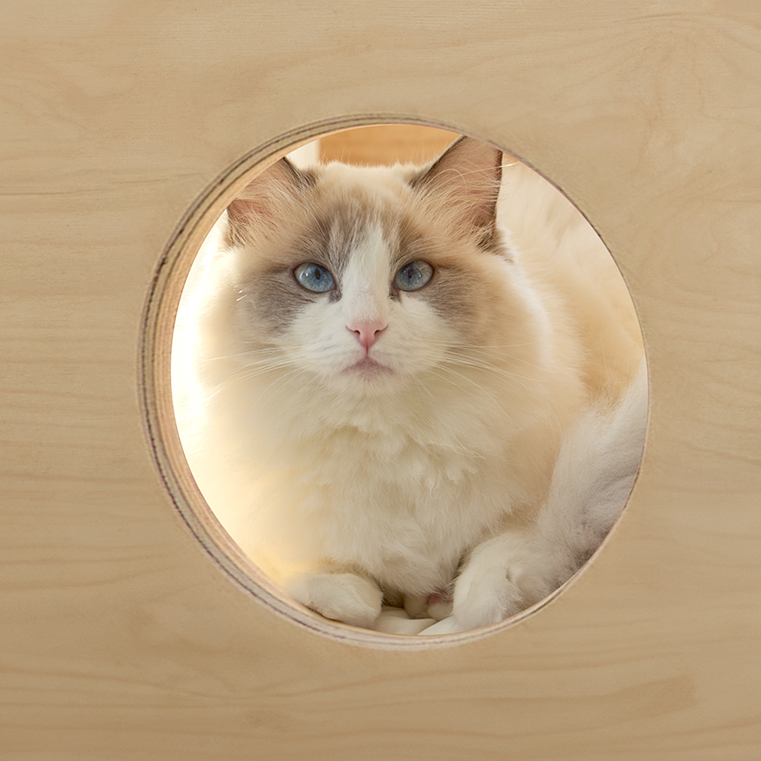 펫코본 캣타워 고양이 원목 숨숨집 캣워크 스크래쳐