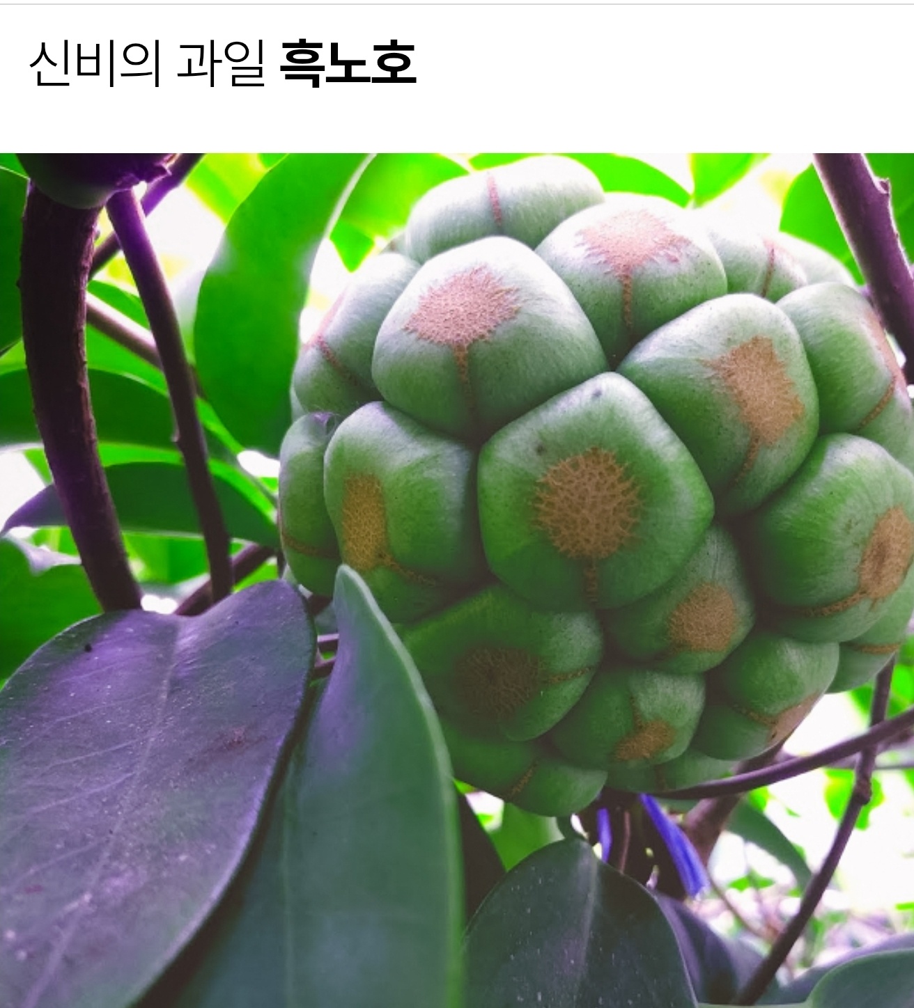 관절 피부 건강 프리미엄 흑노호 엑기스 진액 건강즙 부모님 선물세트 1박스 30포 - 상세 이미지 3