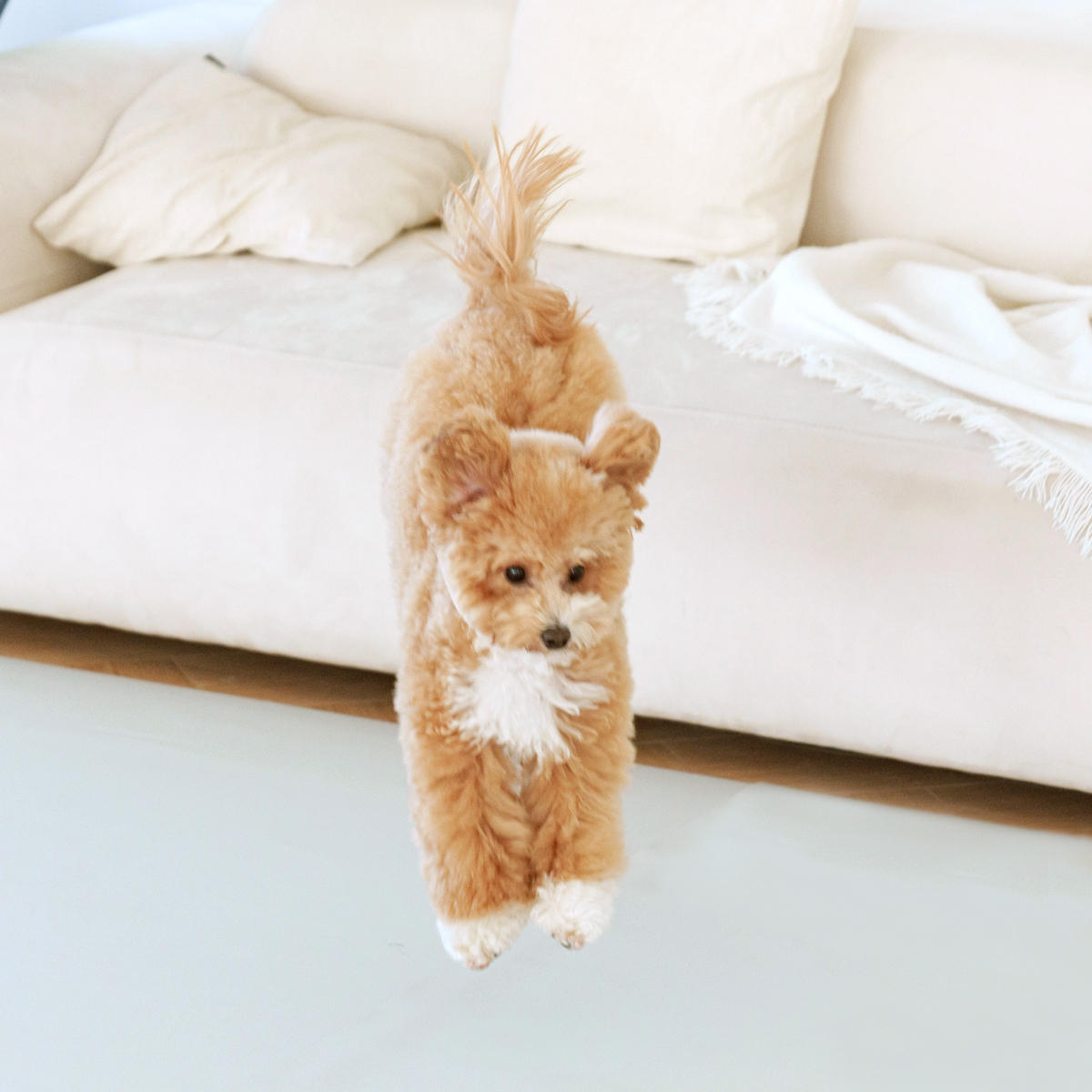 개놀자 슬림 실리콘 강아지 롤매트 애견 고양이 미끄럼방지 매트 그레이, 110x200cm