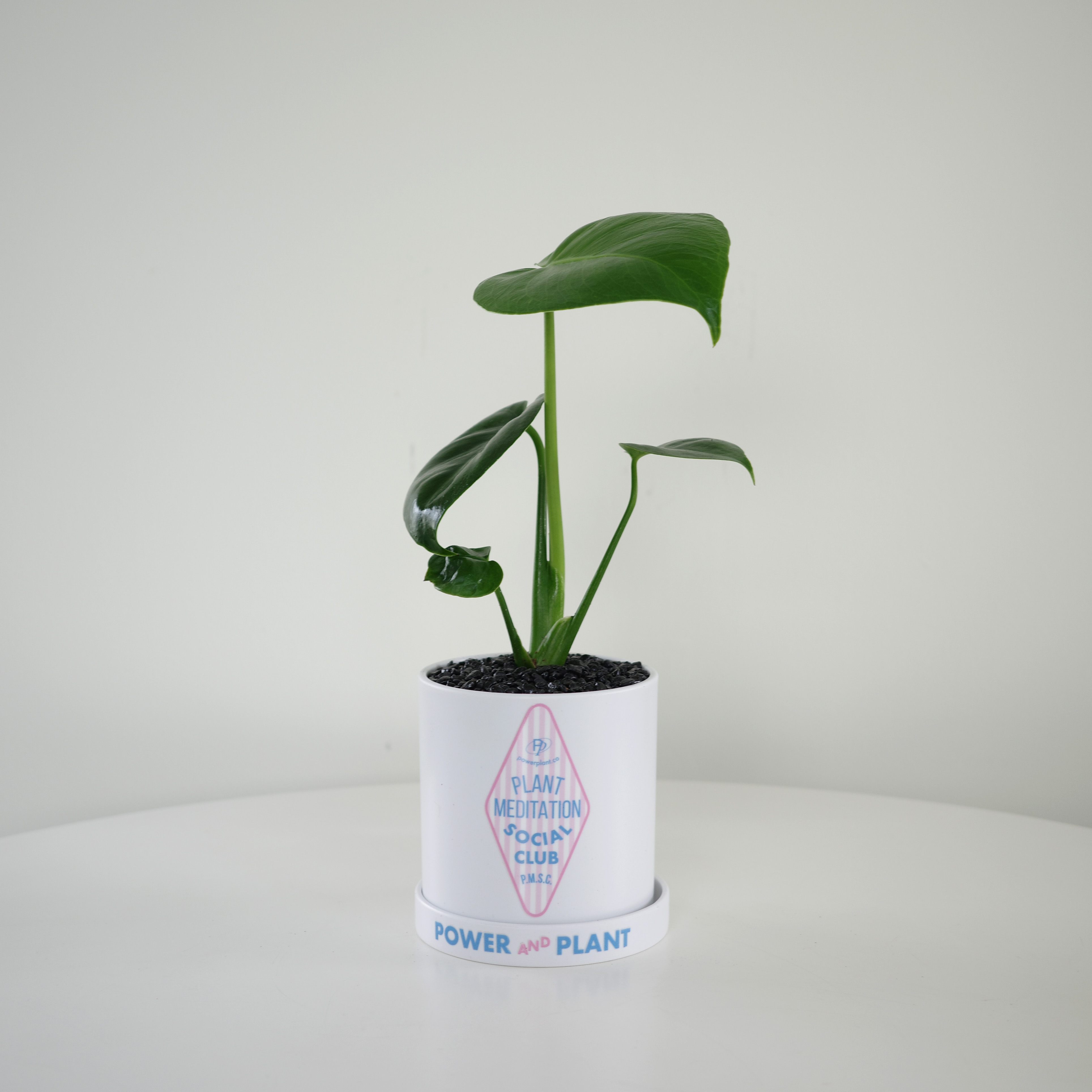 몬스테라 PP 호텔 택 플라스틱 팟 3ver. (10plants 3pots) - 상품 이미지