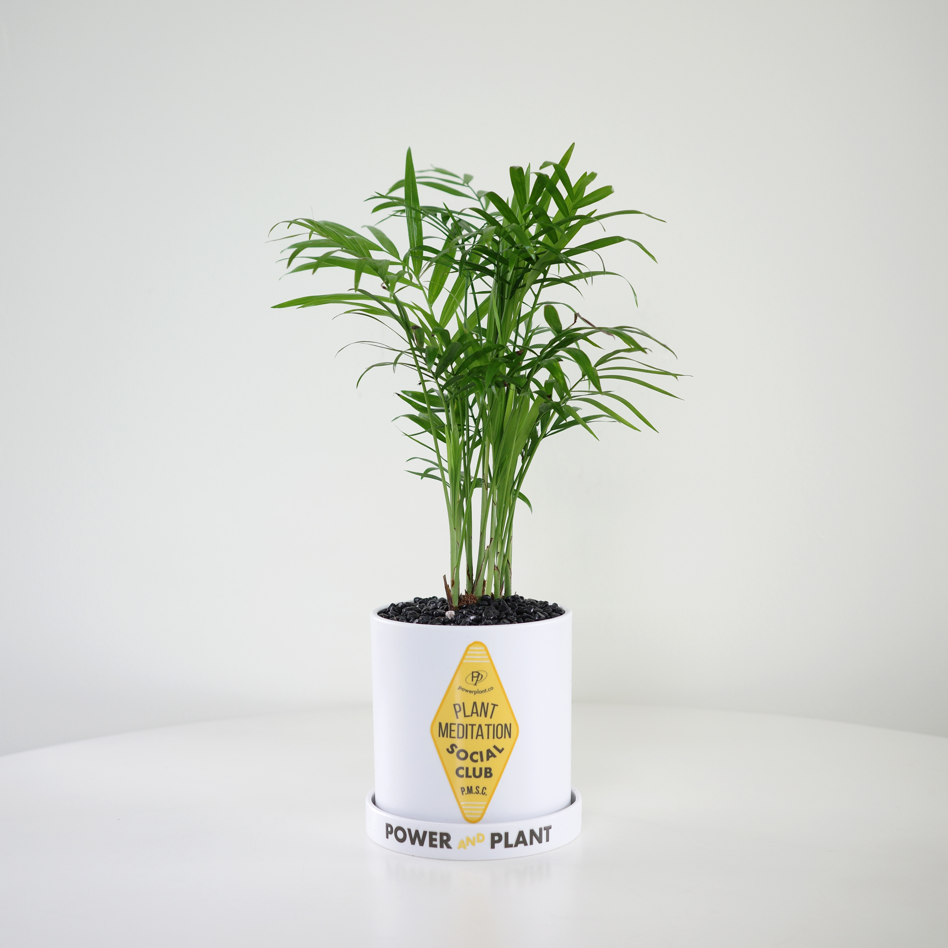 몬스테라 PP 호텔 택 플라스틱 팟 3ver. (10plants 3pots) 이미지 6