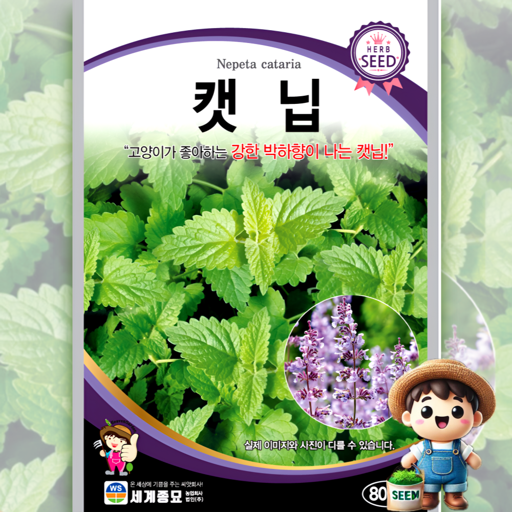 캣닙 800립 일반종 박하향 고양이 식용꽃 허브 꽃씨 씨앗 종자 세계 : 남흥원예사