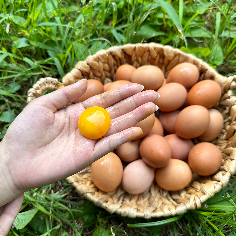 진심농부 환자용 난각번호1번 프리미엄 무항생제 자연방사 자유방목 계란 유정란 달걀