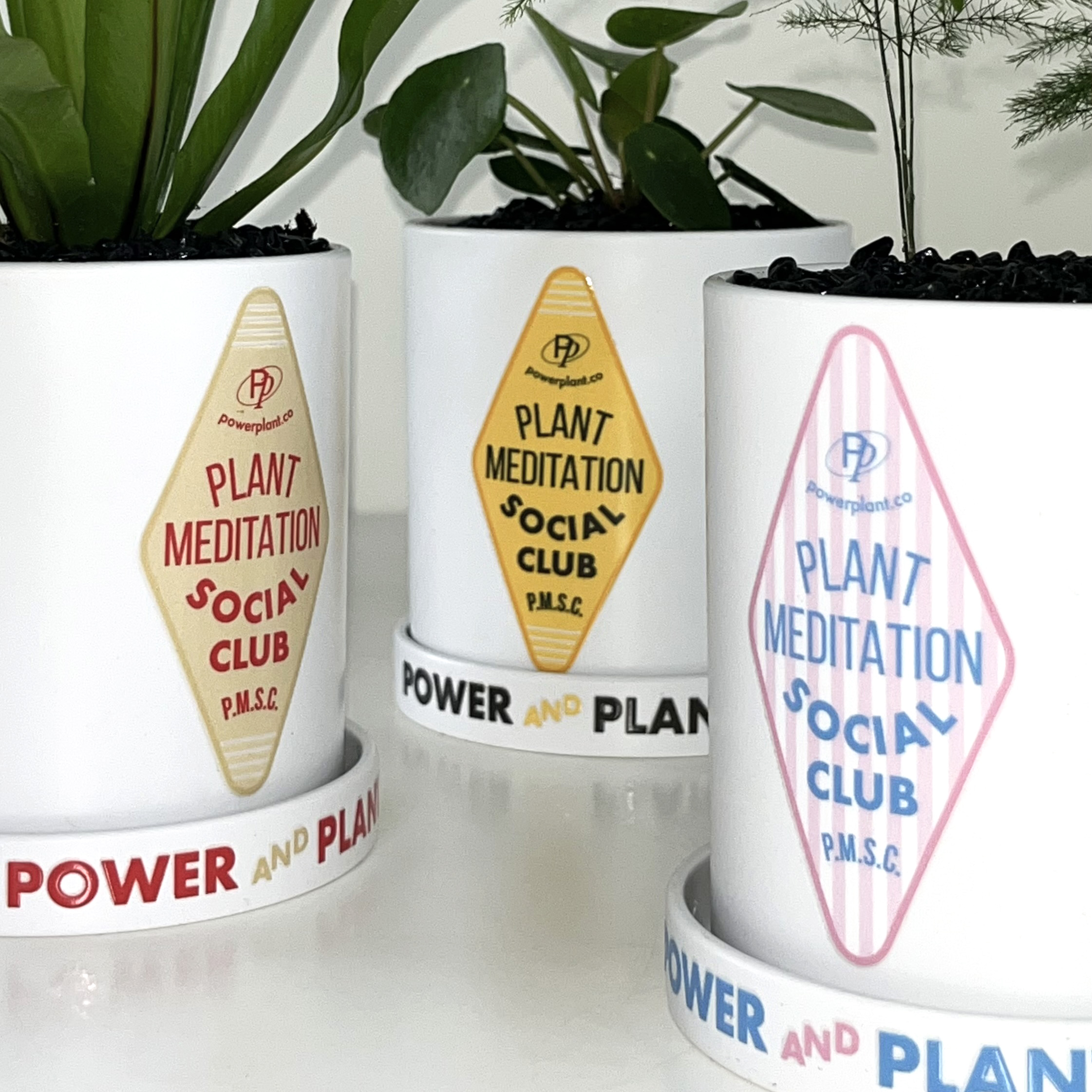 몬스테라 PP 호텔 택 플라스틱 팟 3ver. (10plants 3pots) - 상세 이미지 4