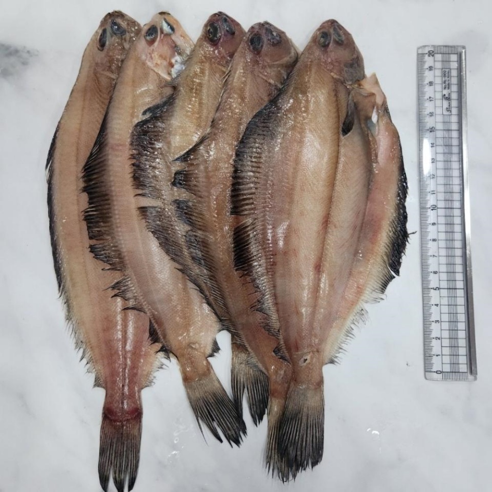 국산납세미 마른 말린 반건조가자미 미주구리 기름가자미 동해 국내산손질 물가자미 납새미 가지미 가재미 가제미 - 상세 이미지 4