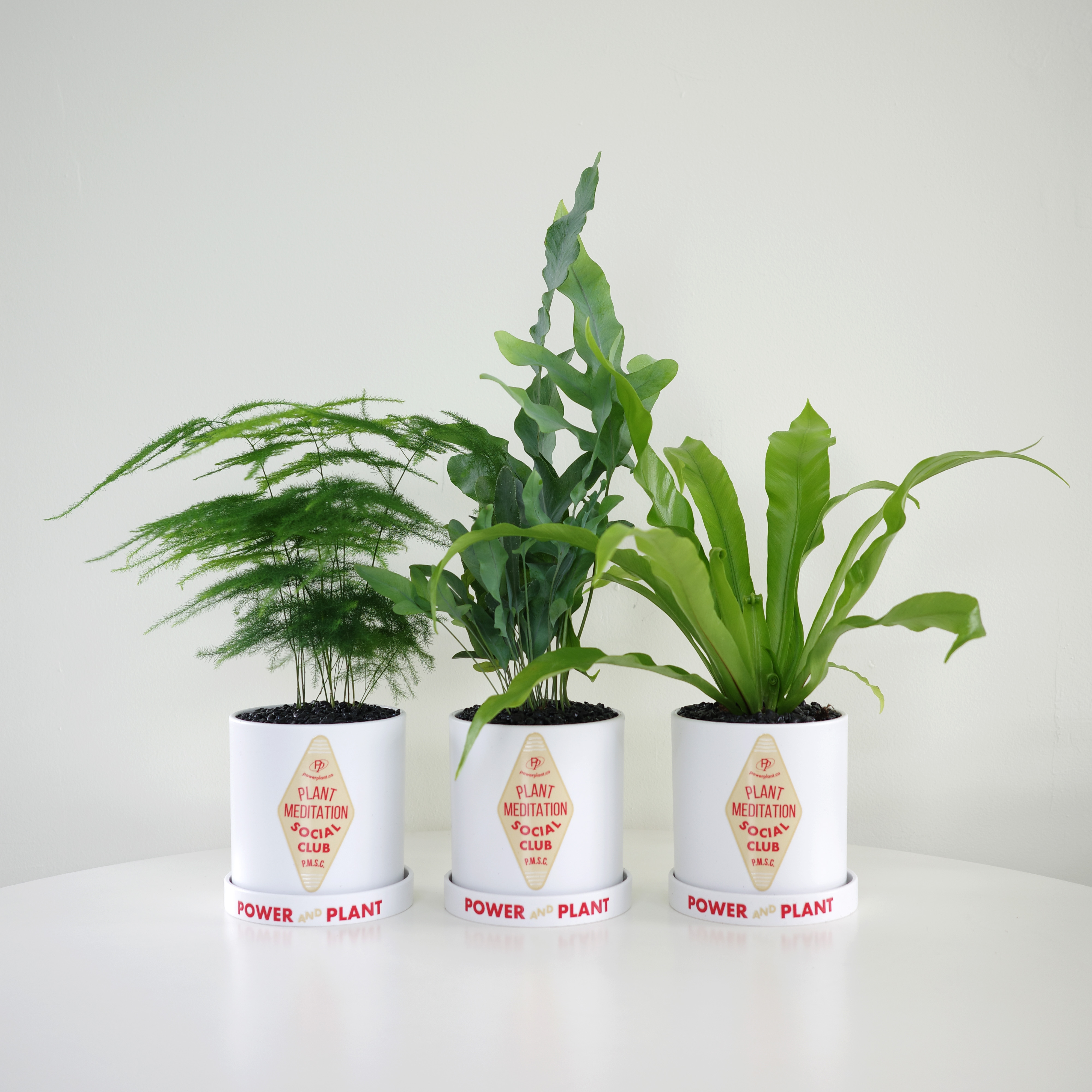 몬스테라 PP 호텔 택 플라스틱 팟 3ver. (10plants 3pots) - 상세 이미지 3
