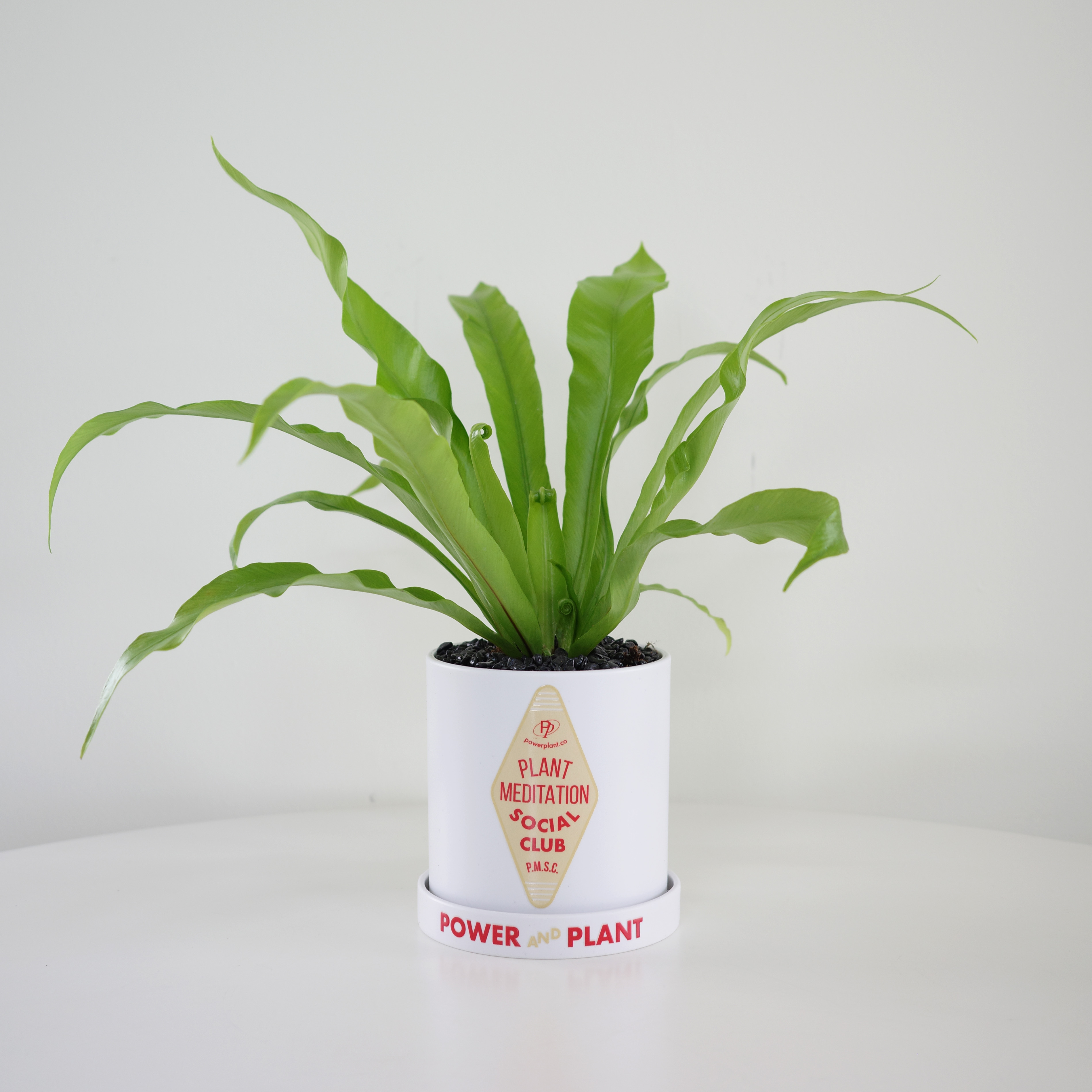 몬스테라 PP 호텔 택 플라스틱 팟 3ver. (10plants 3pots) 이미지 7
