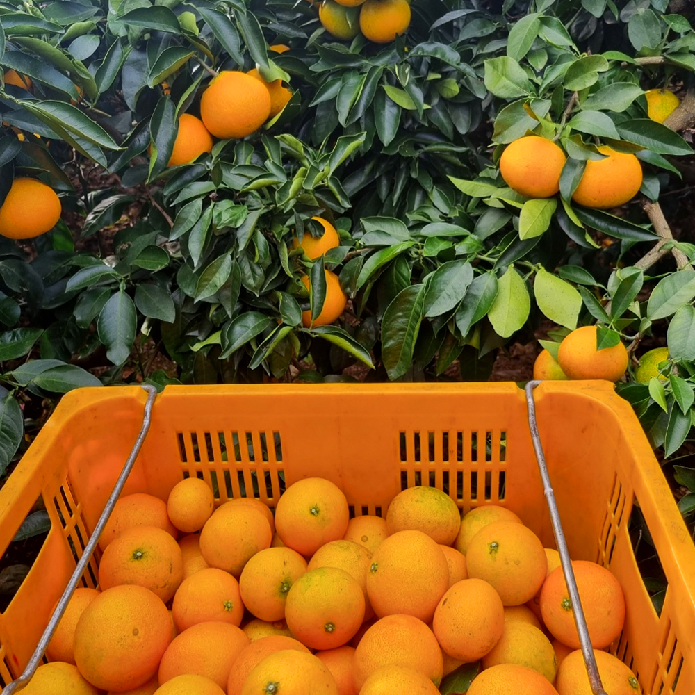 제주 황금향 가정용 2kg 5kg 중소과 실중량 - 상세 이미지 3