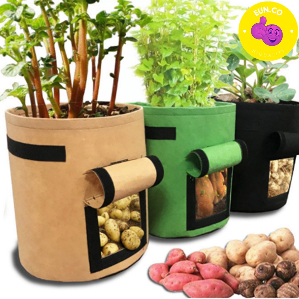 집에서 식물키우기 부직포 대용량화분 성장상태확인 농작물재배