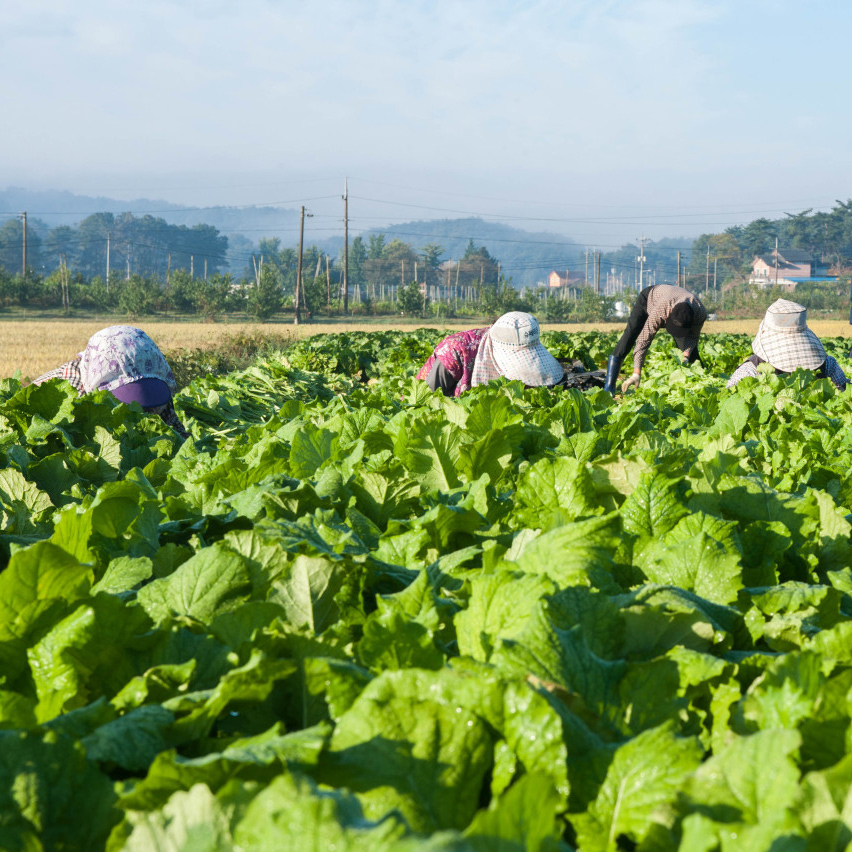 현식당 남원 추어탕 제피O(국내산 산초), 600g, 6개
