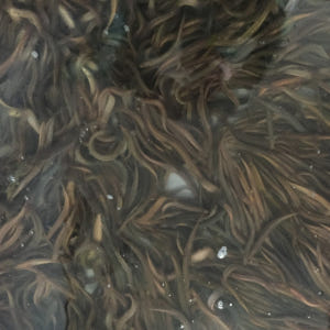 현식당 남원 추어탕 제피O(국내산 산초), 600g, 6개 맛있게 먹은 솔직 후기 - 상품 이미지 4