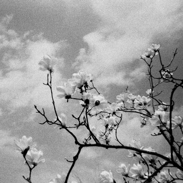 [택배 회수 제공] 홈 스캔 서비스 컬러(35mm/C-41) 필름현상 스캔 인화