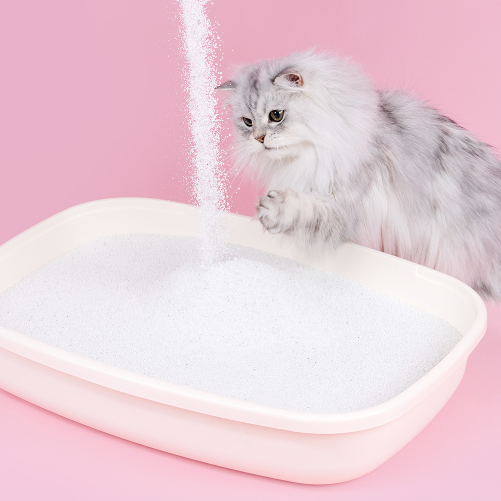 미유박스 고양이모래 화이트 퓨어 샌드 벤토나이트모래 9.5kg, 1개