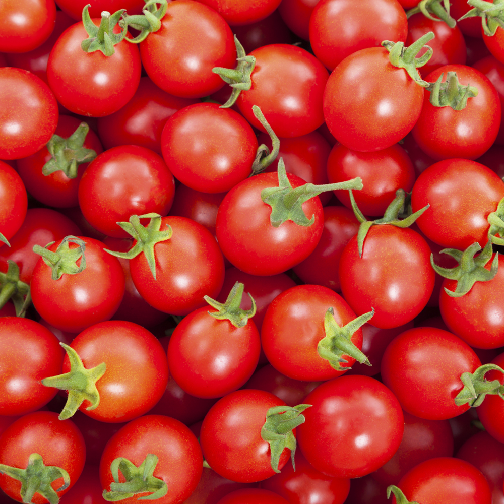 대추 방울토마토 완숙 찰 토마토 특품 쥬스용