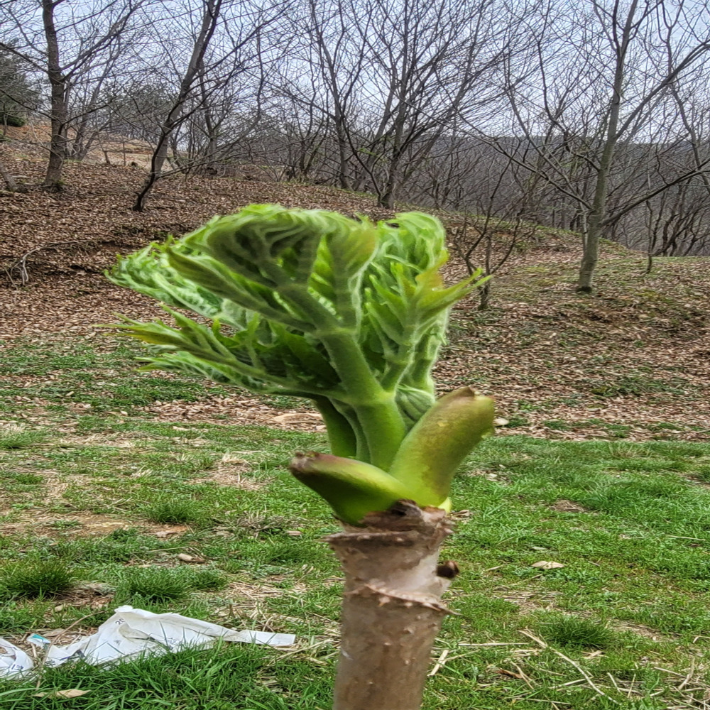 국산 자연산 두릅 산나물 산지직송 땅두릅 - 상세 이미지 4