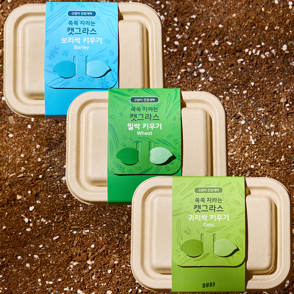 3651 쑥쑥 자라는 캣그라스 키우기 키트 재배세트 3종 세트, 160g, 3개 제품 이미지
