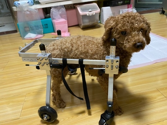 강아지 보조기 보행기 반려견 앞다리 훈련 슬개골 반려동물 - 상세 이미지 3