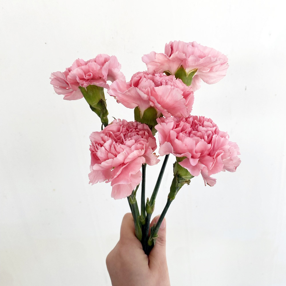 생화 카네이션 5송이 꽃다발 어버이날 스승의날 생화택배 - 상세 이미지 4