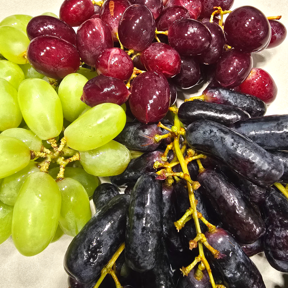 어텀크리스피 애플청포도 캔디하트포도 블랙사파이어포도 가지포도