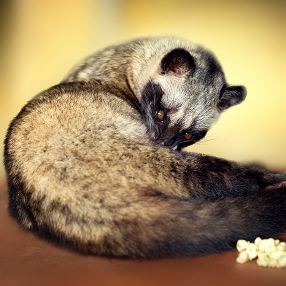 김소형원방침향단 영묘사향단 침향환 발효 녹용 선물용 60환 - 상세 이미지 4