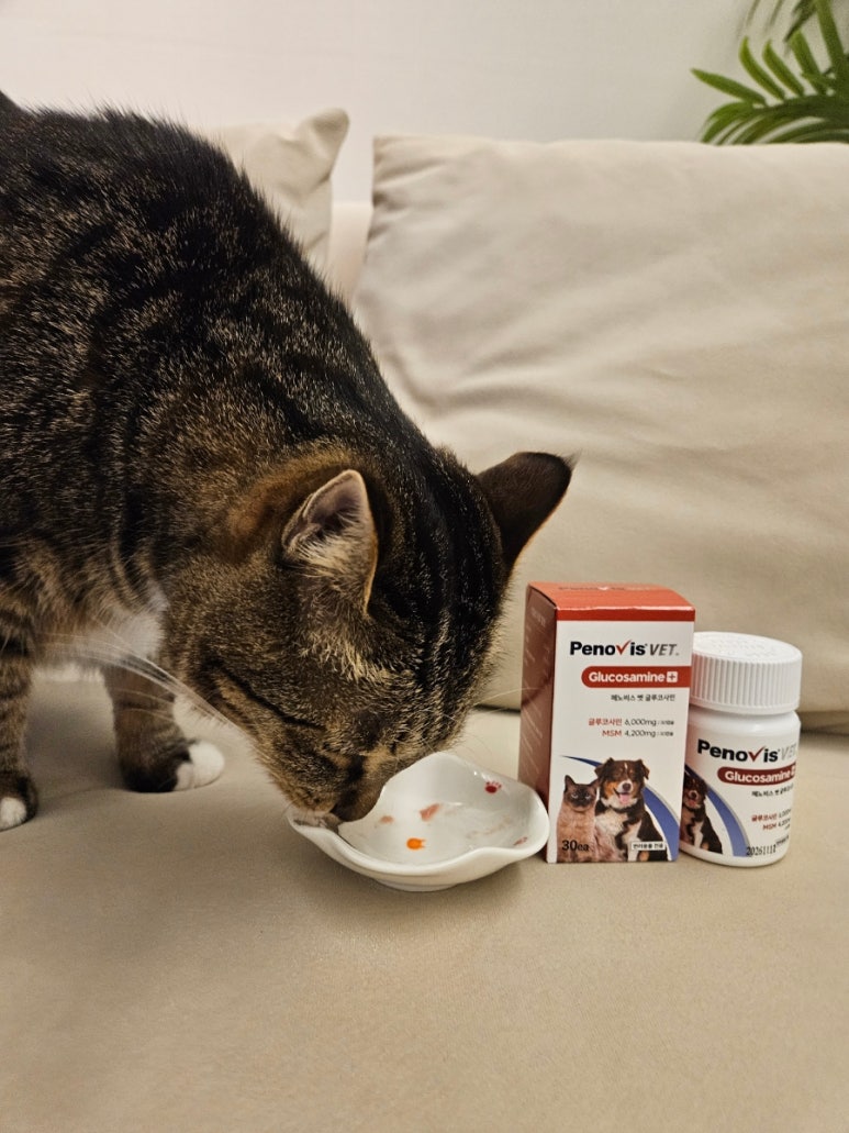 페노비스 강아지 관절영양제 슬개골 연골 관절염 고양이 칼슘 노견영양제 캡슐 벳 글루코사민