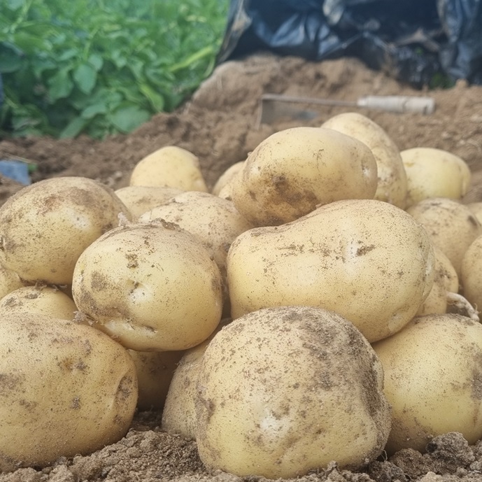2026년 햇감자 수미 씨감자 대, 1kg, 1개 - 상품 이미지